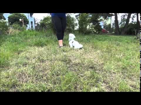 Jak nauczyć psa komendy SIAD