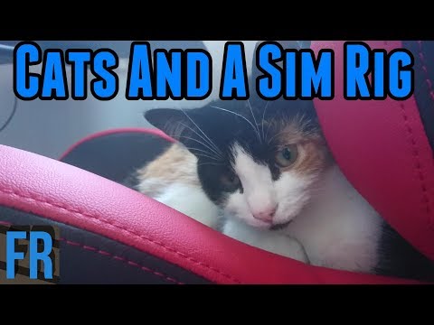 Cats And A Sim Rig