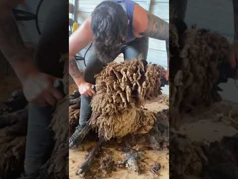 An Overgrown Babydoll Sheep