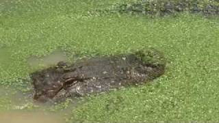 preview picture of video 'Gators and Friends, Brown Pigs: East Texas Adventure 2'