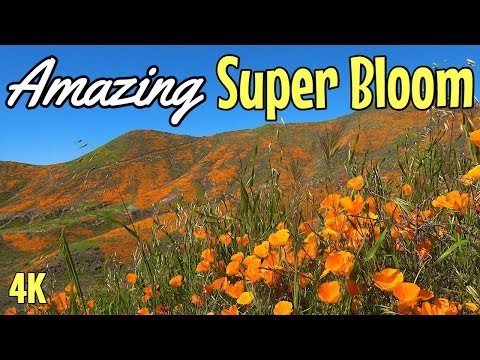 Walker Canyon Poppy Fields in Lake Elsinore 2019, California -  Wildflowers Super Bloom #3