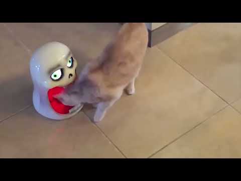 Funny Animals Videos : Funny Kitten on the Planet | Funniest Cats Videos