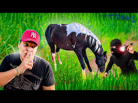 ROUBARAM O CAVALO EMBAIXADOR DO PP