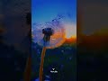 Ruth B Dandelions Lyrics Whatsapp Status Trending Shorts