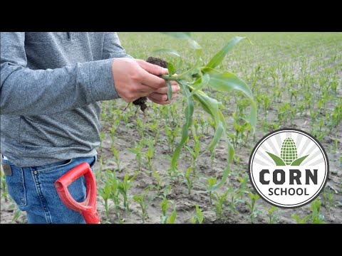 Corn School: The tales tillers tell