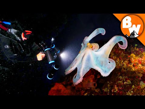 Venomous Octopus Defends the Reef!