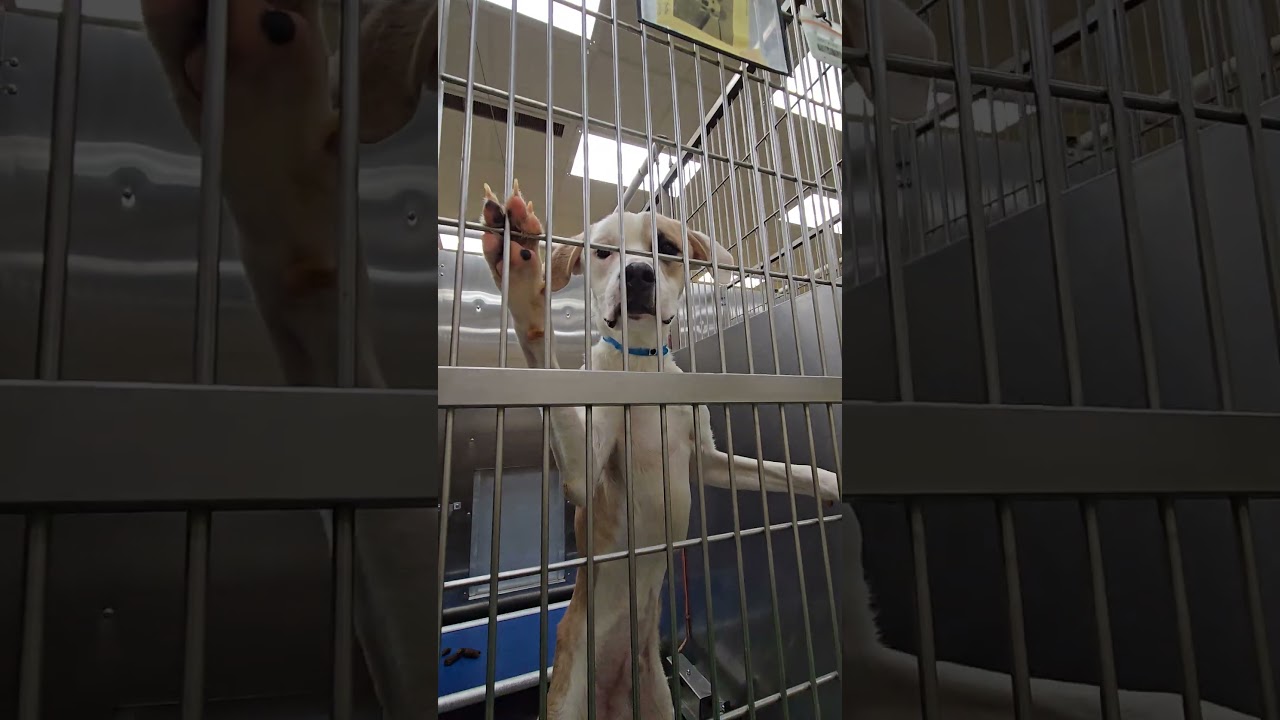 MELVN HAYES, a Adoptable Mixed Breed in Memphis, TN video 6/6