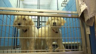 Animal shelter at capacity in Franklin County