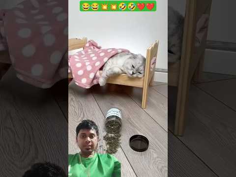 Billi sab kha geya 🤣🤣💥💥 #cat #funny #cats #rajibfmcg #catvideos #shorts