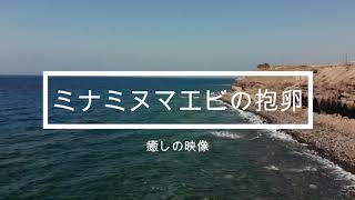 超癒し！！ミナミヌマエビの抱卵鑑賞