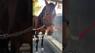【セカンドキャリウマ】　再就職訓練馬編オフショット　～プラダリア改めゆるダリア♨～
