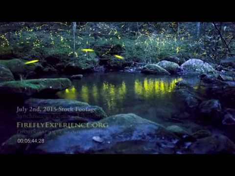 Tennessee Fireflies: Real Time Stock Footage of Synchronous Fireflies (#2)