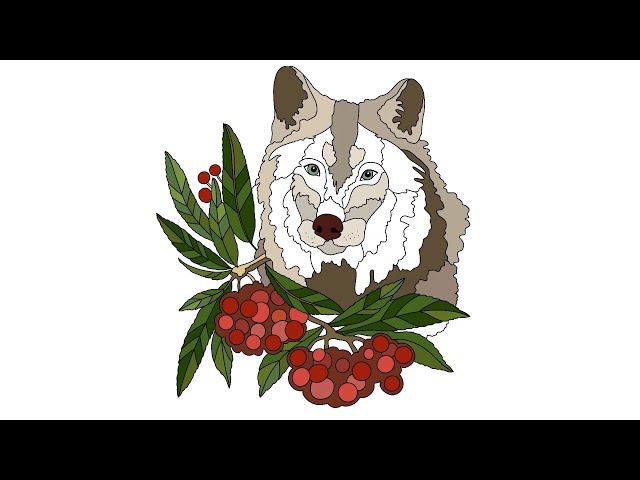 46 Wolf Coloring Pages Online  Free
