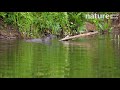 Slow Motion Clip Of European Otter Emerging From Water Devon England UK May