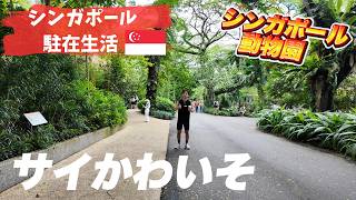 【EP29】シンガポール動物園に行こう