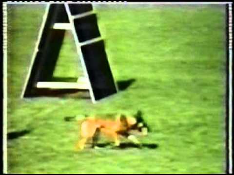 Campionato del Mondo FMBB 1997 - Martino Martinelli con la sua Hellen la Maschera di Ferro