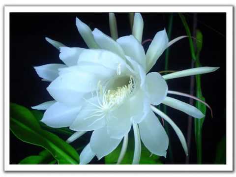 bhoomiye snehicha[neeyethra dhanya]audio only