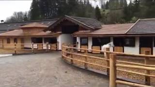 Herzlich Willkommen am Lipizzaner-Gestüt Stanglwirt liebe 'Sambat'