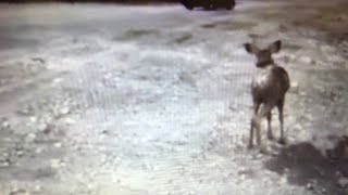 MSTRKRFT - Little Red Hen