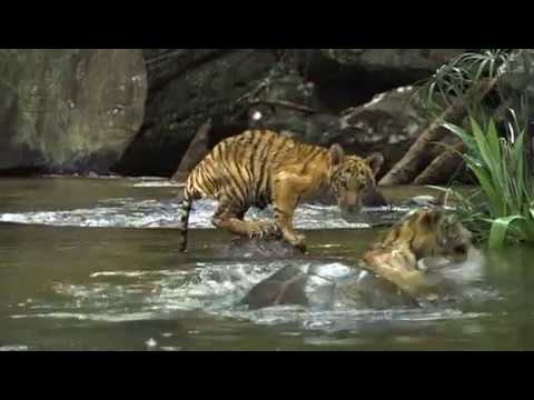 Two Brothers (2004) trailer