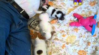 preview picture of video 'chihuahua puppies http://www.chihuahua-puppies.net'