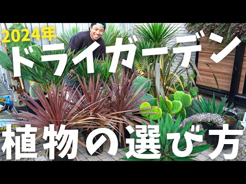 フィッシュテールパーム、カリオタ 植物