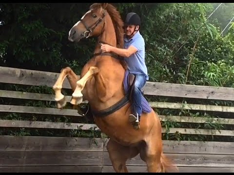 Schooling a Rearing Horse
