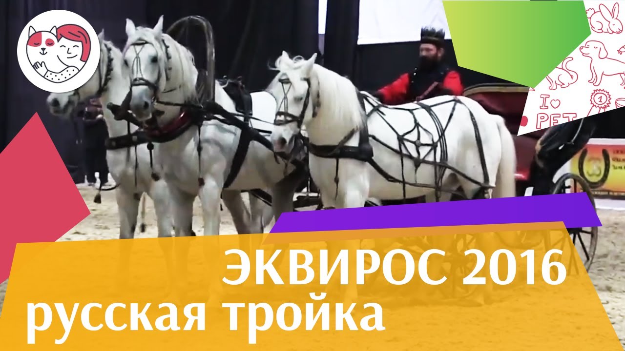 Русская тройка ЭКВИРОС 2016 на ilikepet