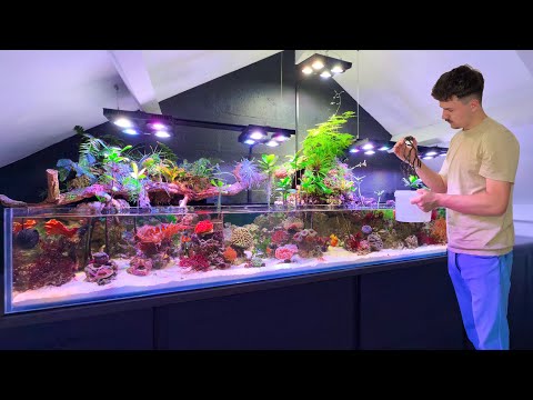 My Saltwater Paludarium is Evolving in Incredible Ways!