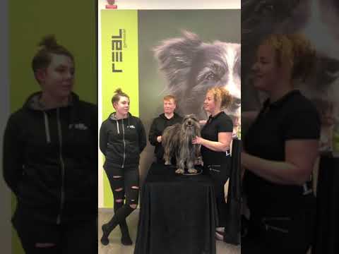 Utbildningen Hund på Realgymnasiet - Live januari 2021