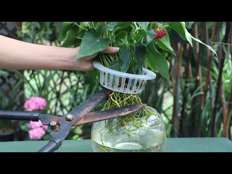 水耕植物換水