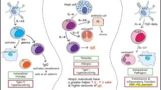 Helper T Cells