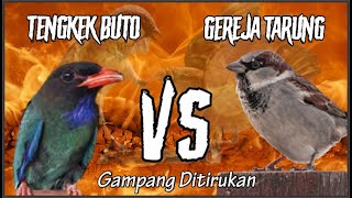 Download lagu MASTERAN TENGKEK BUTO VS GEREJA TARUNG || Samoyii Kicau mp3