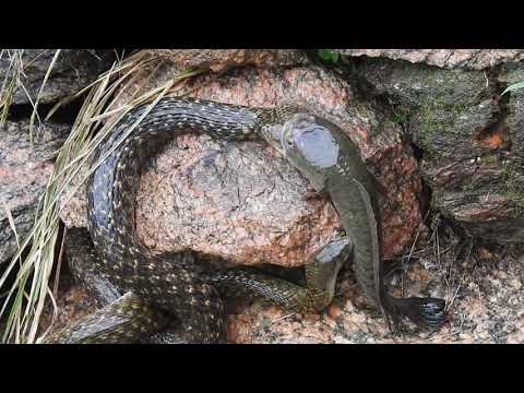 Snake vs Catfish tug-of-war over a live fish-Kanha National Park