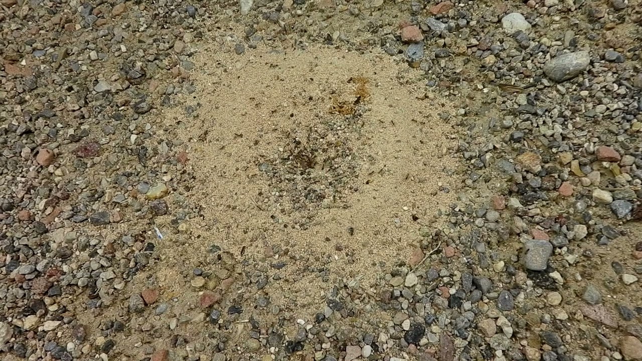 1 Hour of Relaxing Ants and Music