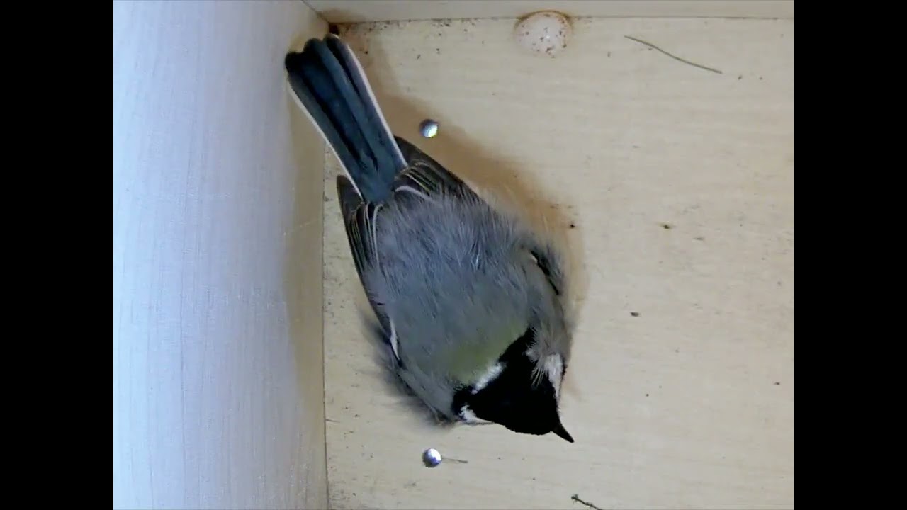Kohlmeise legt Ei in leeren Starenkasten