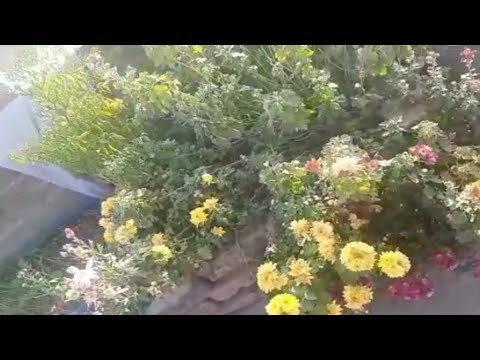 Beautiful Flowers & Plants | Beautiful Flowers Plants Garden | @OmaimaStoryPlanet