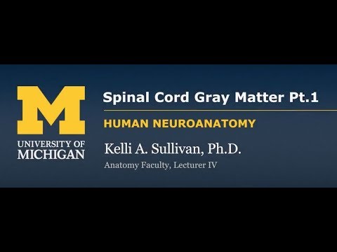 Nervous System: Spinal Cord Gray Matter (part 1)