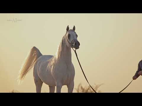 💎 YAMAMA AL NASSER 💎 (Nasser Al Rayyan x Jurie Al Rayyan), 2019 Filly