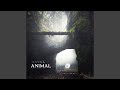 ANIMAL ANIMAL