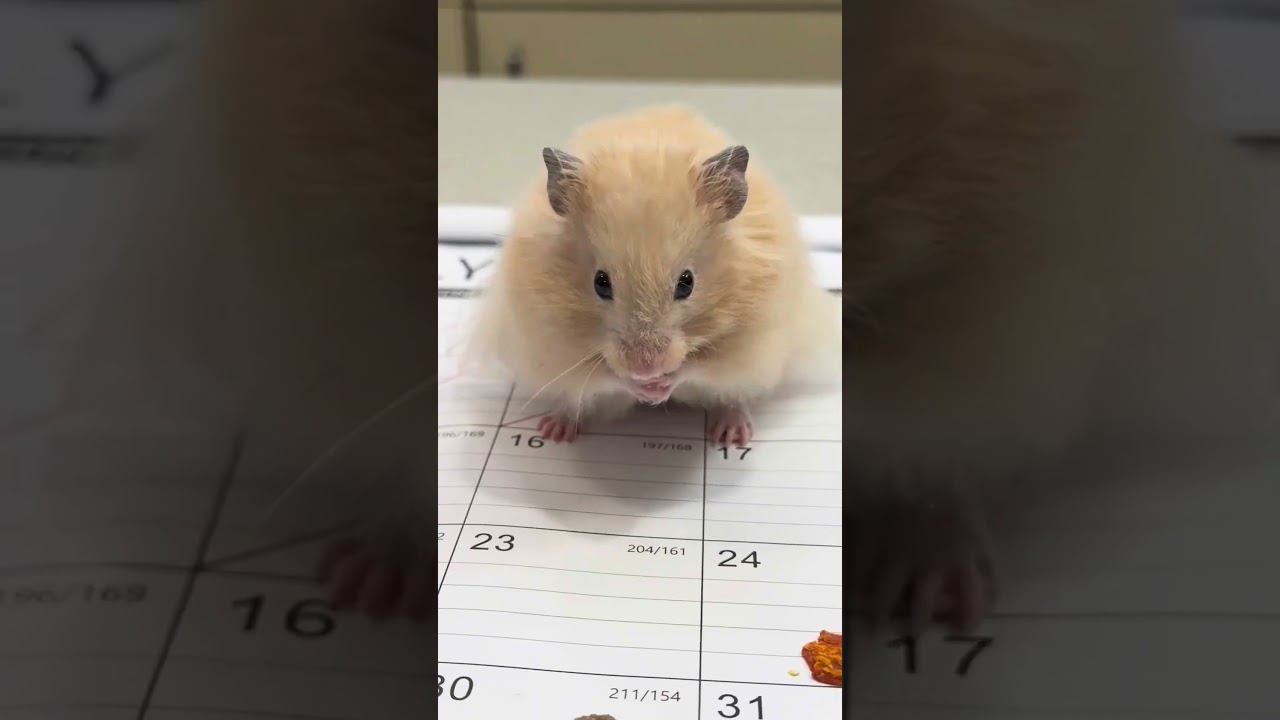 Twinkie- 52898, an adopted Hamster in Columbia, MD video 2/2