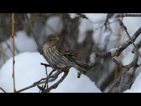 Birds feeding Xmas   SD 480p