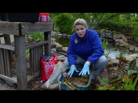 Dividing Water Lilies