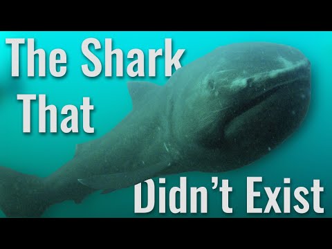 The Elusive Megamouth Shark