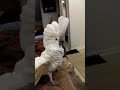 Cockatoo Dancing to thriller