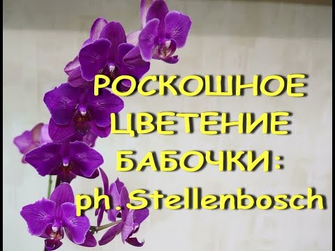 Орхидеи:РОСКОШНОЕ ЦВЕТЕНИЕ бабочки phal.Stellenbosch