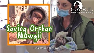 Orphan Mowgli Emergency Vet Care; Critical Head Wound