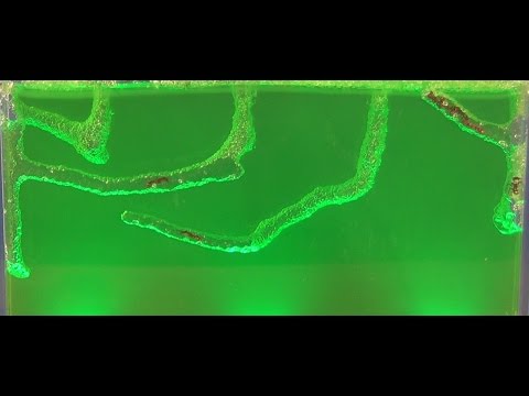 Ant Farm Time Lapse Over 4 Days In Gel With Harvester Ants Uncle Milton Ant Farm HD