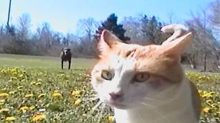 Download lagu dandelions forever mp3