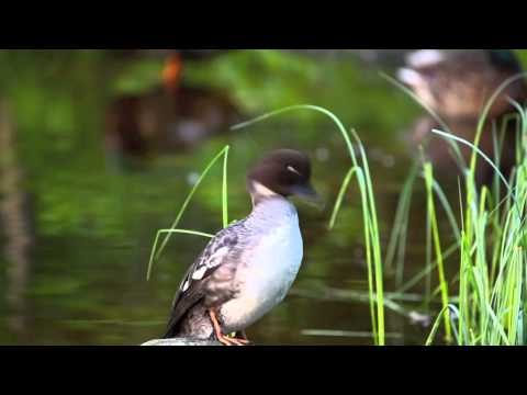 Pieni ankanpoikanen - Kipparikvartetti